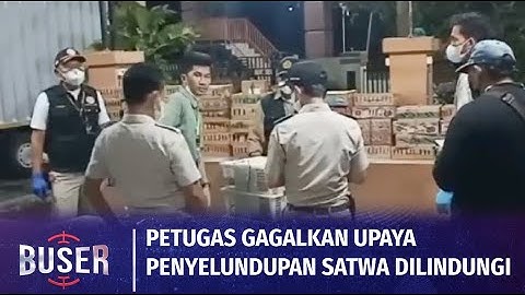 Penyelundupan Satwa Dilindungi Digagalkan Petugas | Buser