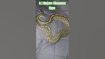0.1 Mojave Cinnamon Hypo