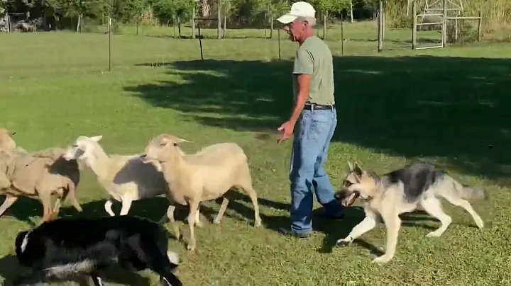 German Shepard Levi second herding experience