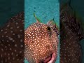 Mr puffer fish was just hungry gopro pufferfish