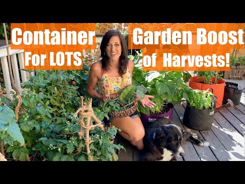 how-to-do-a-container-garden-mid-season-boost-to-keep-harvests-coming/container-garden-series-#5