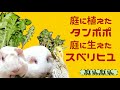 タンポポ4巨大化した!種から育てたタンポポを収穫♪ついでにスベリヒユも摘みました ぷいんぷいんとゆかいななかまたち048