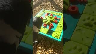 Crow SPEEDS Through Puzzle