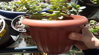 Identifying & fixing common issues with growing succulents🌵