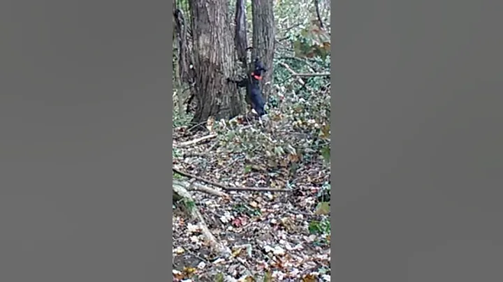 Dixie treed video #1