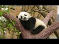 Montserrat Oliver te presenta a unos pandas gigantes en su hábitat natural