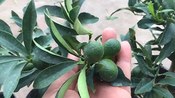 Tắc vỏ ngọt, tắc Mỹ