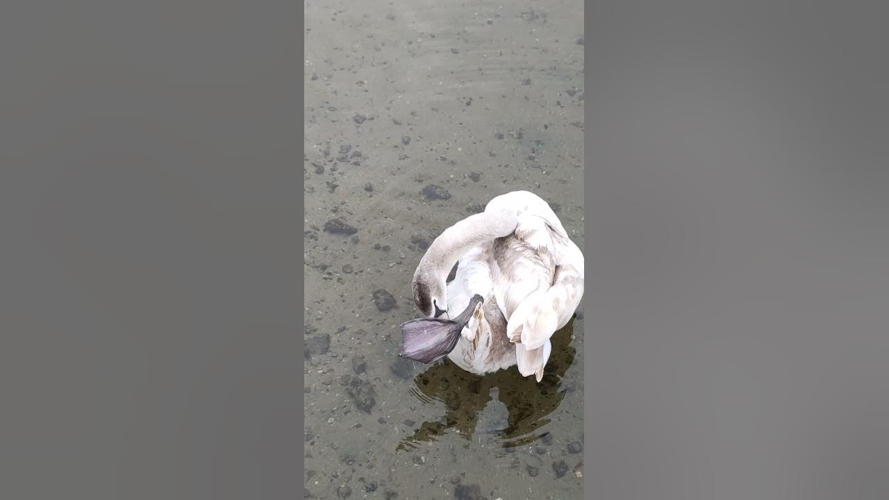 Голландад хун шувуу маш цэвэрч бие угааж бгаа нь хөөрхөн. Нугас ...