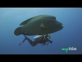 Top 10 Most Awesome Scuba Diving Spots Ever