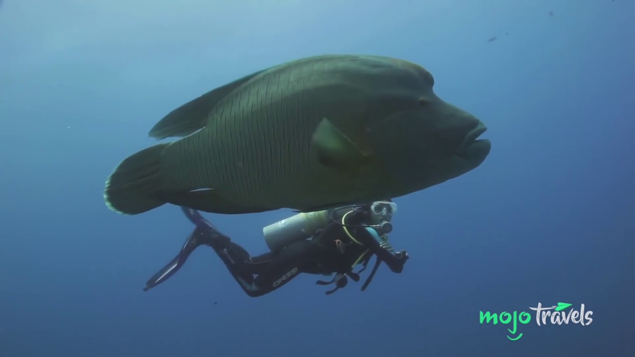⁣Top 10 Most Awesome Scuba Diving Spots Ever