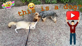 The fox was walking home and met a neighbor's dog, they had a nice chat