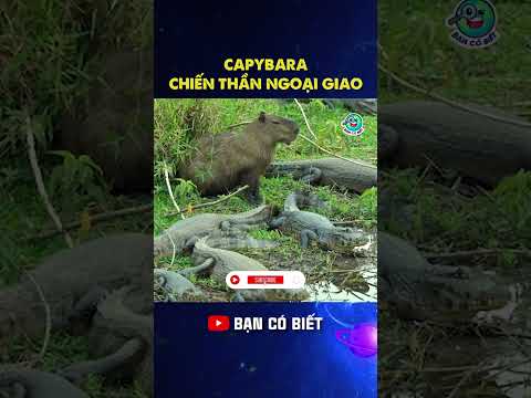 Video: Khi nào thì sử dụng thuốc cắt khớp vai?