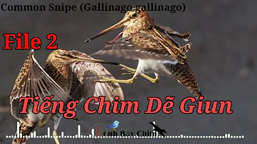 Tiếng Chim Dẽ Giun Gọi Bầy Chuẩn  File 2 | Kênh Bẫy Chim