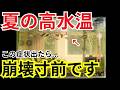 水槽の暑さ対策、冷却ファンより絶対これ使うべき