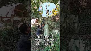 Download Lagu Punai Walik #shorts MP3 Download Lagu Punai Walik #shorts MP3