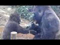 父の愛が爆発❕少し強引に子ゴリラを捕まえて遊ぶモモタロウ⭐️Gorilla【京都市動物園】Momotaro forcibly catches his son and play with him.