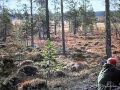 Moose hunting Rendalen, Norway. Elgjakt Rendalen.