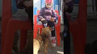 Собаки хотят кушать #собаки #собачки #пюрешка #мем #shorts #mem #enjoy #dogs #fundogs #жизньвдеревне