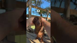 Not our best attempt at an “E” 😂😂😂 #michaelbubble #dachshund #sausagedog #doglove #goglife