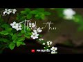 Thula thattilunnai vaithusong whatsapp status love song an bgmzz