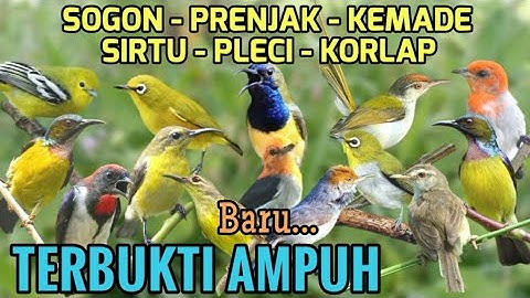 Terbukti! Audio pikat Sogon, Korlap, Prenjak, Kemade, Sirtu, Pleci Ampuh - Pembersih Burung
