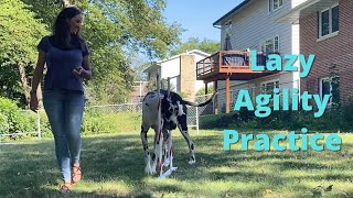 Laziest agility practice ever! Great Dane does agility in slow motion. by Katelyn Key 695 views 1 year ago 37 seconds