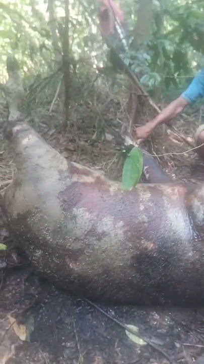 BABI HUTAN, berat 247Kg #shortvideo  #shotsviral