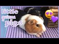 Little guinea pigs|маленькие морские свинки|maziņas jūras cūciņas|СВИНКИ с МОРЯ