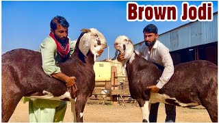 Big Brown Gujri Khassi Goats at Mehruddin Goat Farm, Pipar, Rajasthan