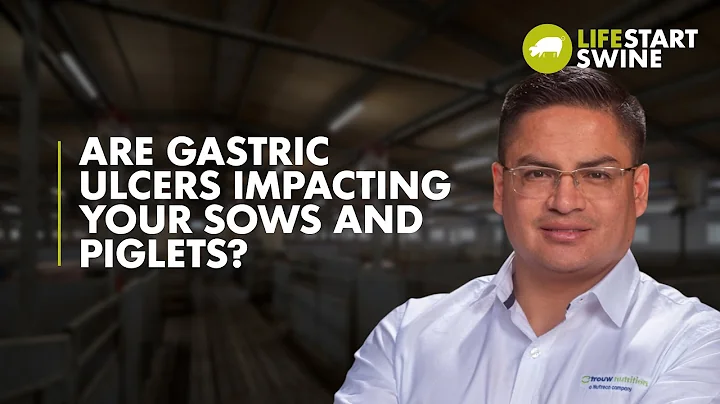 Are gastric ulcers impacting your sows and piglets? | Lifestart Swine