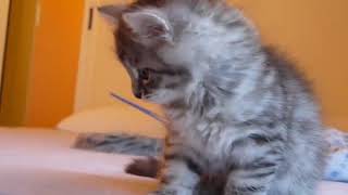 Gato Siberiano - Siberian cat by GatosMiau 858 views 6 years ago 1 minute, 8 seconds