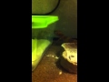 Leapord gecko feeding