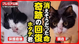 【感動】保健所に収容され、衰弱していた命...長期入院から奇跡の回復へ【ホタテ君】