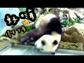 圓寶冰床滑冰，情緒好嗨，停不下來|熊貓貓熊The Giant Panda Yuan Yuan and Yuan Bao|台北市立動物園