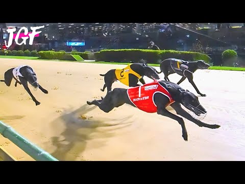 Track Masters: The Greyhound Derby Championship
