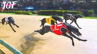 Track Masters: The Greyhound Derby Championship by JerseyGroovyFilms 15,064 views 1 month ago 2 minutes, 45 seconds