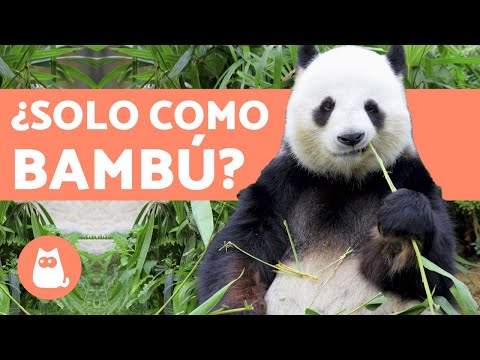 ¿Qué come el OSO PANDA? 🐼 ¡Todo sobre la ALIMENTACIÓN del oso panda!