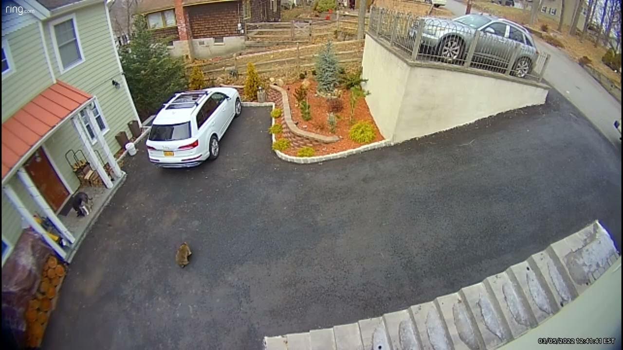 My dog was attacked by a raccoon in the middle of a day raccoon pets wildanimals petlover 