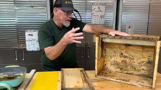 Larger Honeybee Swarms with the Starter strip Strategy