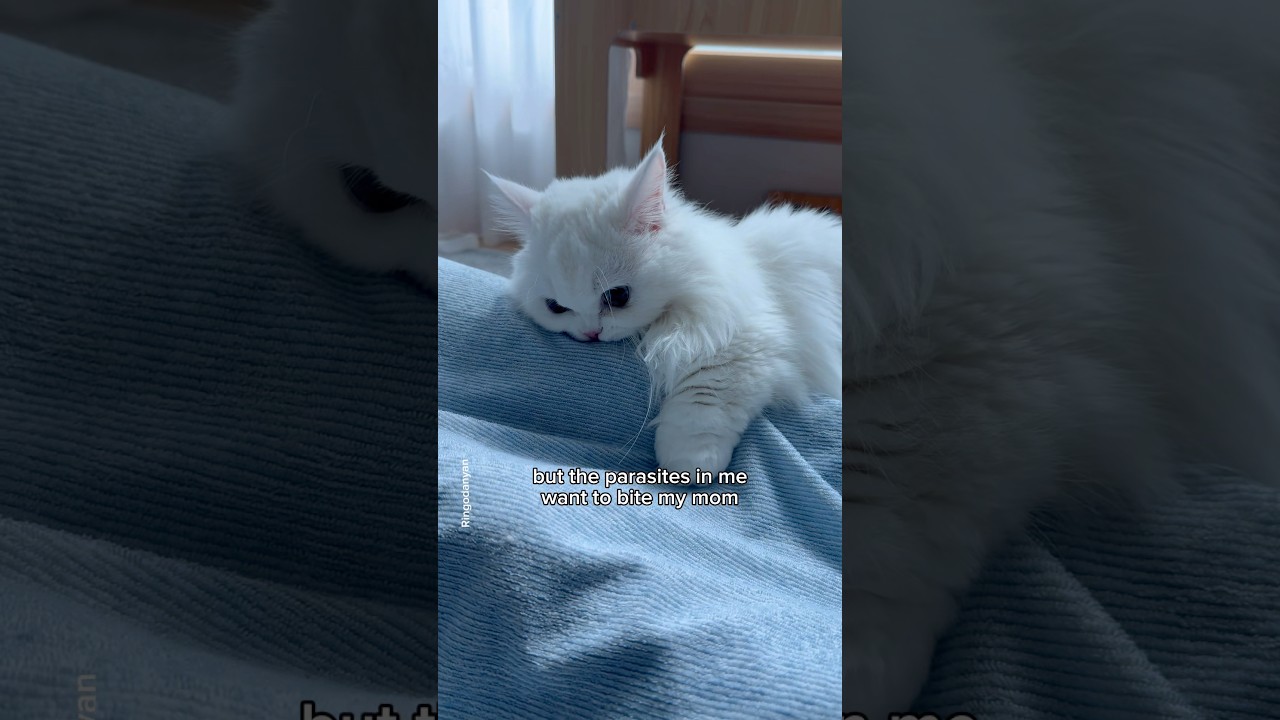 When your cat is fighting its inner demons😈 