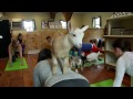 Goat yoga a hit on new hampshire farm