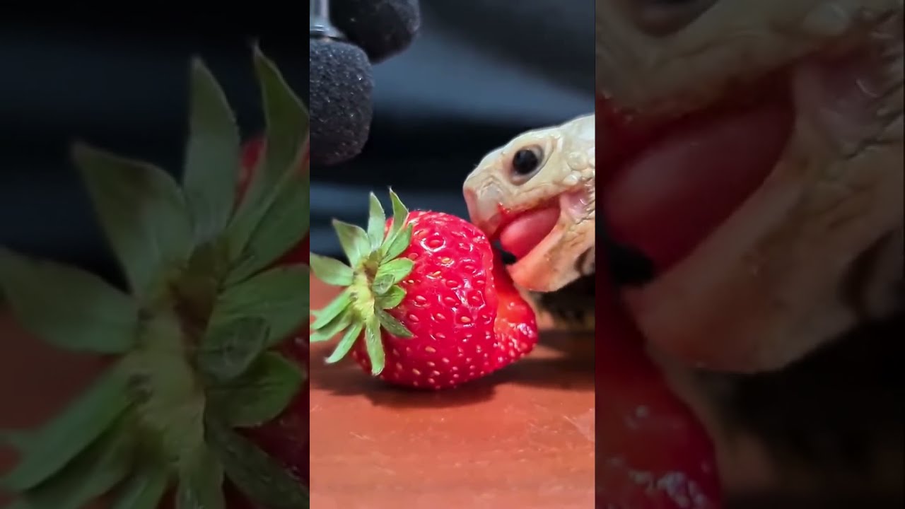ASMR with a cute turtle eating strawberry