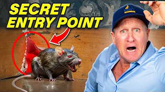 These hidden rat entry points will blow your mind.