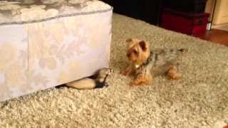 Yorkie vs. Ferret