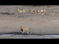 Various Waterholes in Kruger Park - Video Clip no 2