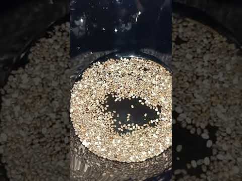 بذور الشيا كم سعر حراري وكم جرام على الميزان    دايت  