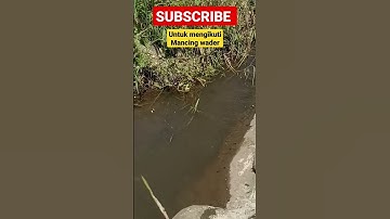 mancing ikan wader #mancing #mancingikanwader #mancingwader #ikanwader #viral #viralvideo #shorts