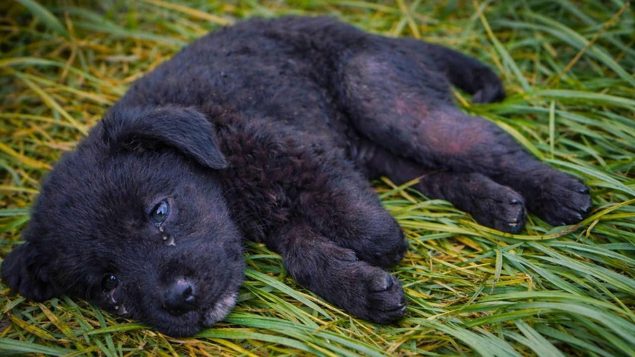 Tiny Puppy Found Tied In Trash Bag Fights To Survive - YouTube