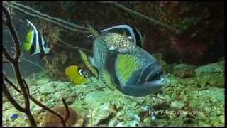 Angry Triggerfish Attack Compilation