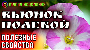 Вьюнок полевой, польза и применение | Что творит вьюнок, полезные сорняки